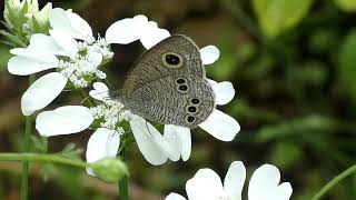 Argus Rings Butterfly Sips Floral Nectar of Orlaya ‘White Lace’ in Rainy Day [upl. by Elleinnod]