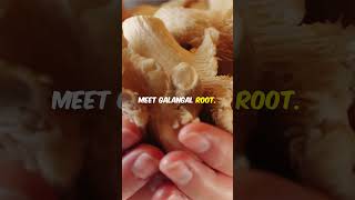 Surprising Health Benefits of Galangal Root food [upl. by Neryt]