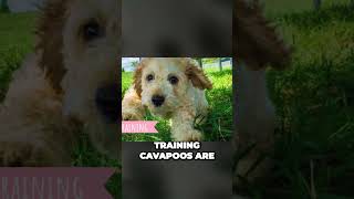 Cavapoo  The Perfect Companion Dog [upl. by Hibben]