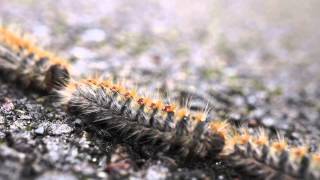 Pine Processionary Caterpillars PPC [upl. by Aehsat]