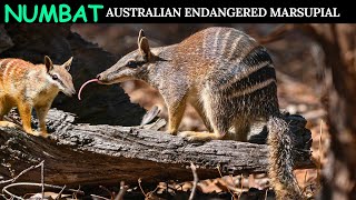 Numbat Australian Most Endangered Marsupial [upl. by Tnarud]