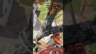 Speedlining an Oak Limb treeremoval treework arborist gopro chainsaw treeclimbing shorts [upl. by Okorih]