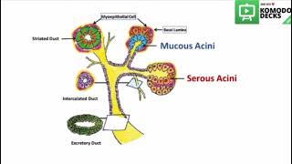 Salivary glands histology practical drawing [upl. by Leahcam]