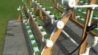 Homemade vertical AFrame hydroponic system Facebook httpswwwfacebookcomgreenerways [upl. by Genesia963]