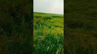 Mood off song Hindi trending video 😓😭 farming life viralvideos shorts farming trending song [upl. by Tol]