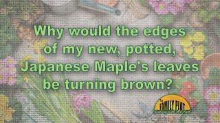 Why are the edges of the leaves on my Japanese maple turning brown [upl. by Florian]