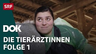 Junge Tierärztinnen und ihr Knochenjob – Erste Schritte im Berufsleben  Folge 1  Doku  SRF Dok [upl. by Adlog840]