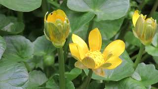 Marsh Marigold Caltha palustrisヒメリュウキンカ姫立金花 [upl. by Erodaeht]