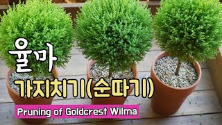 율마 키우기  동그란 윌마 가지치기 순따기 해줬어요Pruning of Cupressus Goldcrest Wilma ゴールドクレストの剪定 [upl. by Reidar]