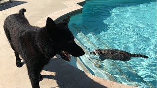 Raccoon Teaches dog how to Swim for the First Time [upl. by Josselyn12]