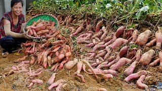 Growing Sweet Potatoes This Way Super Lots of Tubers Fast Harvest No Care [upl. by Adolfo]