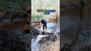 Beavers Secret Weapon Cut  Beaver Dam Removal shorts [upl. by Halehs]