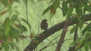 Lanceolated Warbler（マキノセンニュウ） [upl. by Grannia722]