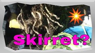 Skirret Harvest Growing in a barrel Ancient food source [upl. by Uta]