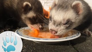 Ferrets eating egg yolk  Frettchen fressen Eigelb  Sazus Fellnasen ♡ [upl. by Nov]