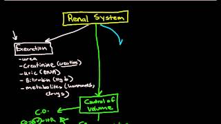 Physiology of the Renal System Introduction [upl. by Eeleak]