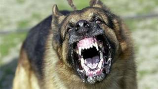 Large Dog Barking SFX Aggressive Loud Dogs 1 Hour High Quality Sound Effects of Canine Barks [upl. by Debby]