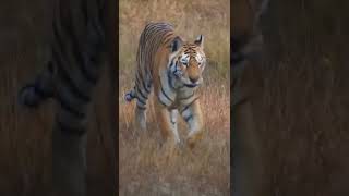 Famous Tigress Collarwali in Pench National Park  Turia Gate [upl. by Angelico]