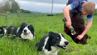 Dogs herding sheep amp clipping tails [upl. by Dirrej]