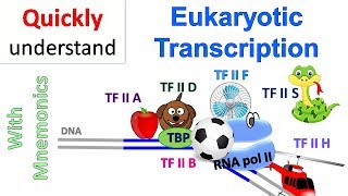 Eukaryotic Transcription [upl. by Demahom]