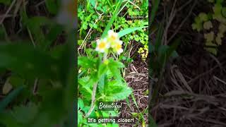 Wild Berry Adventure nature raspberries healingthrunature foraging herbalmedicine [upl. by Htedirem313]