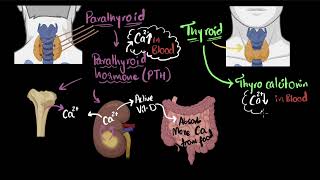 Parathyroid hormone amp calcitonin  Chemical coordination  Biology  Khan Academy [upl. by Letrice]