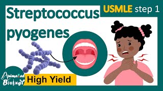 Streptococcus pyogenes  Streptococcal infection  Structure pathology and treatment options usmle [upl. by Ecirpak641]