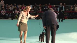 3  INTERNATIONAL HUNDEUDSTILLING  DOG SHOW 2018  HERNING  3 NOVEMBER [upl. by Gnehc110]