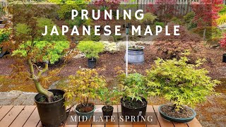 Pruning Japanese Maple Bonsai Trees in MidLate Spring [upl. by Zoarah]