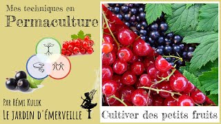 Tout sur les petits fruits [upl. by Eeleak463]