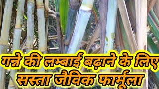 ganne ki lambai aur motai kaise badhaye गन्ने की लम्बाई और मोटाई कैसे बढ़ाये [upl. by Amadas11]