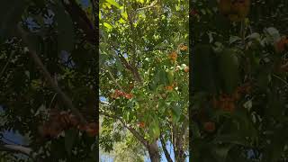 Tulipwood tree Harpullia pendula common Brisbane street trees [upl. by Sybille689]