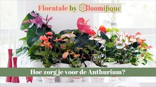 Hoe zorg je voor de anthurium [upl. by Oliric]