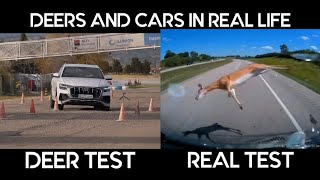 DEER TEST DEERS AND CARS IN REAL LIFE CAR TEST CAR CARS ENGİNE russia germany usa japan [upl. by Nosac598]