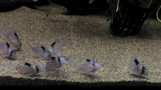 Corydoras leucomelas [upl. by Neelyar]