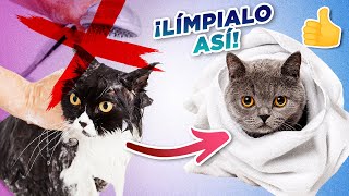 Cómo mantener a TU GATO LIMPIO SIN TENER QUE BAÑARLO 🧼🙀🛁  Rutina de limpieza para gatos [upl. by Phipps463]