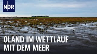 Steigender Meeresspiegel Eine Hallig vor dem Aus  Die Nordreportage  NDR Doku [upl. by Ynalem]