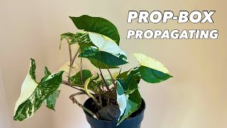 Perlite PropBox Propagation with Syngonium Podophyllum Albo Variegata [upl. by Bores]