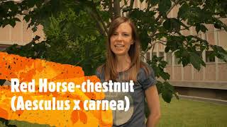 How to Identify Horsechestnuts and Buckeyes [upl. by Murrell]