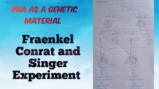 RNA as a genetic materialFraenkel Conrat and Singers experiment microbiology molecularbiology [upl. by Riddle]