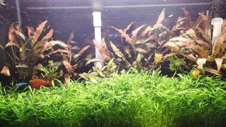 Planted Aquarium Pearling [upl. by Ahsikyt382]