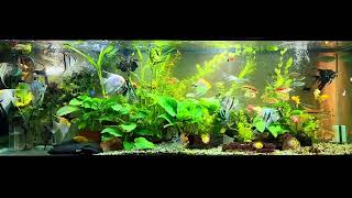 angelfish community tank [upl. by Sonny]