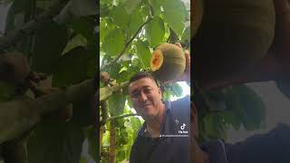 Lo rico del campo puedes cosechar tus propias frutas 🍇 [upl. by Eberta]