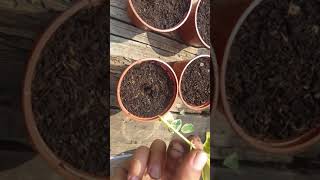 How To propagate A Euonymus In The UK Tutorial Video [upl. by Dorkus348]