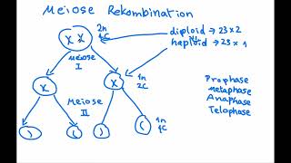 Genetik  Meiose und Rekombination [upl. by Aihsal]