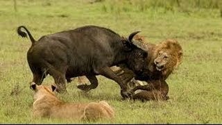 lion vs buffalo real fight [upl. by Germain]