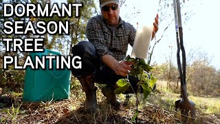 How To Plant Dunstan Chestnuts Trees  Dormant Season Tree Planting [upl. by Esidnak]