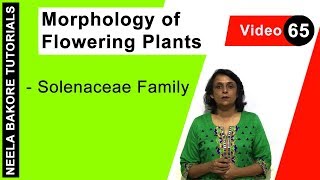 Morphology of Flowering Plants  NEET  Solenaceae Family  Neela Bakore Tutorials [upl. by Drahcir1]