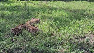 Impala crying while being eaten alive [upl. by Lemraj]