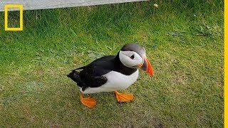 ¡Muy curioso Este FRAILECILLO se hace amigo de un TURISTA  National Geographic en Español [upl. by Jaymie]